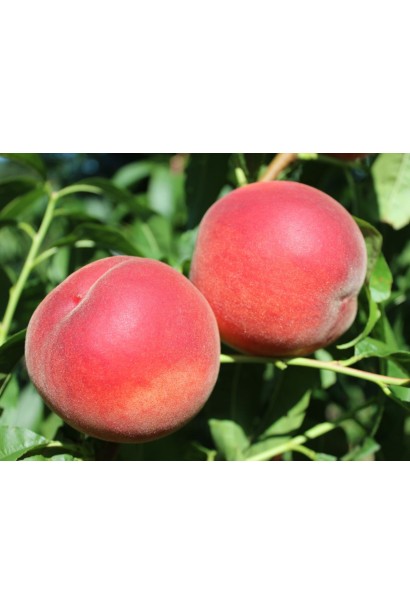 Плоды персика "Фиделия" с насыщенным сладким вкусом.